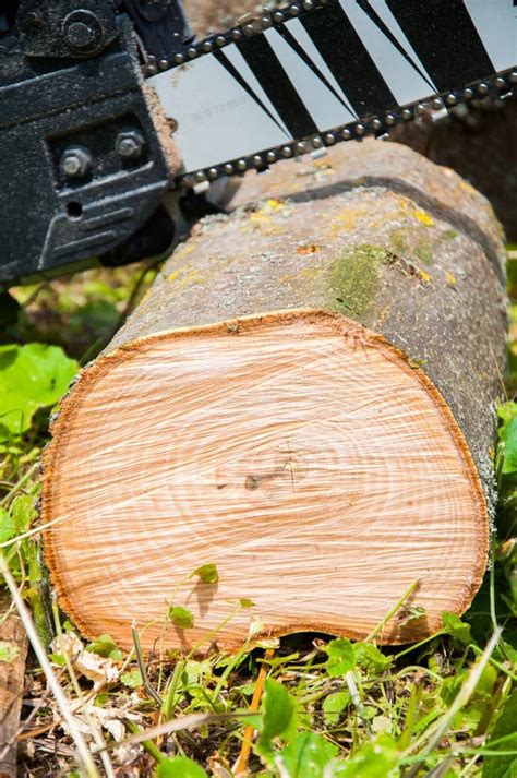 Cut Thick Tree Trunk Wood Texture Chainsaw Cuts Wood Stock Photo