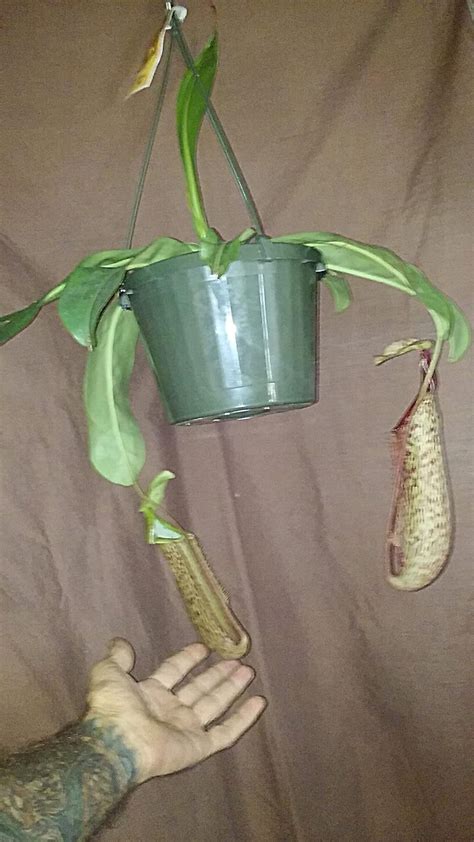 Buy Nepenthes Miranda Hybrid Live Carnivorous Pitcher Plant Large In