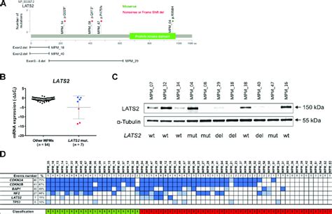 Lats2 Alterations In Mpm Cells In Culture A Schematic Representation