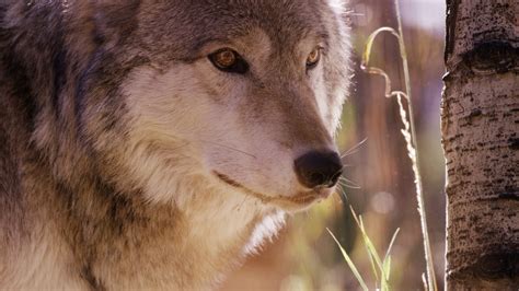 Its Official Voters Decide To Reintroduce Wolves In Colorado Rmegafaunarewilding