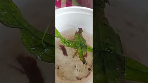 Growing Java Fern Emersed Part 1 - YouTube