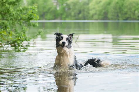 Urlaub Mit Hund Am See Reisetipps Und Hotelempfehlungen Mein Tophotel