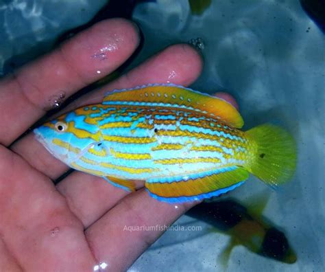 Adorned Wrasse - Marine Aquarium Fish Buy Online In India