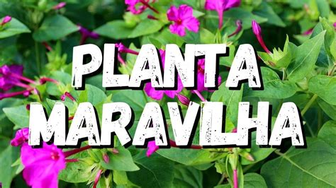 Planta Maravilha Um Guia Completo Para Voc Youtube