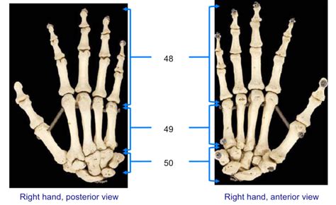 BONES OF THE HAND WRIST Diagram Quizlet