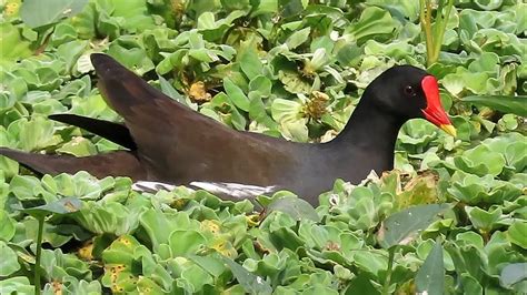 Common Moorhen YouTube