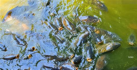 Fishing Fisch - Free photo on Pixabay - Pixabay
