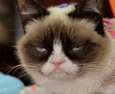 Grumpy Cat GIFs - Get the best GIF on GIPHY