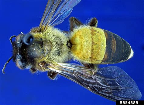 giant honeybee (Apis dorsata Fabricius, 1793)