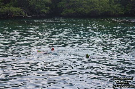 Snorkeling at Kealakekua Bay - Savor the Moment Photography