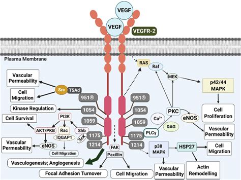 Signal Transduction Process And Phosphorylation Sites Of Vegfr 2 Ec