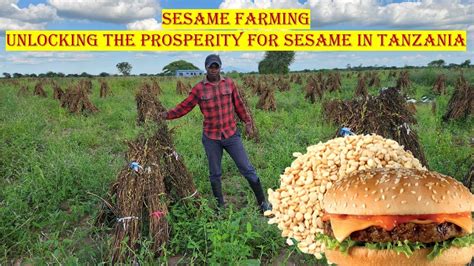 Sesame Farming Unlocking The Prosperity For Sesame In Tanzania Youtube