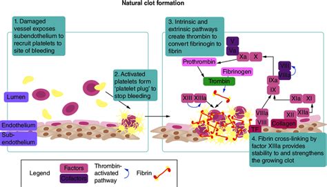 Process Of Natural Clot Formation The Process Of Natural Clot