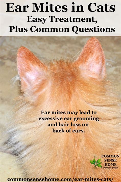 What Is Best Treatment For Ear Mites In Cats