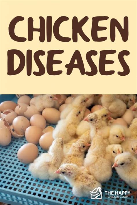 5 Common Chicken Diseases And Treatment For Them The Happy Chicken Coop