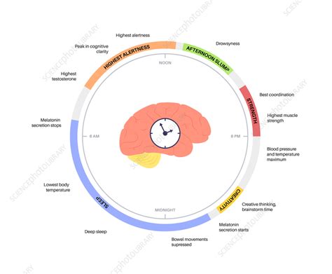 Sleep wake cycle, illustration - Stock Image - F036/1656 - Science ...