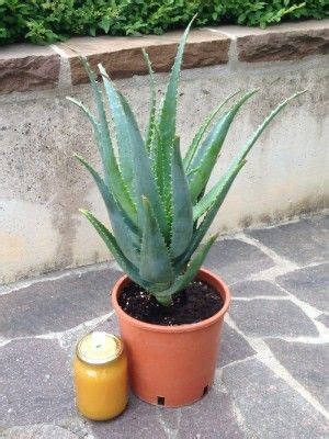 Pianta Di Aloe Arborescens Di Anni A Foglia Grande Perenne