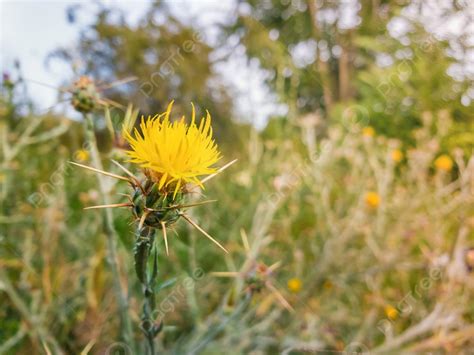 Background Close Up Of Yellow Starthistle Berduri Semak Tumbuh Di