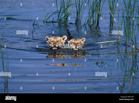 Two Young Bengal Tiger Cubs Hi Res Stock Photography And Images Alamy