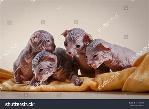 Nude Cat Sphynx库存照片 Shutterstock
