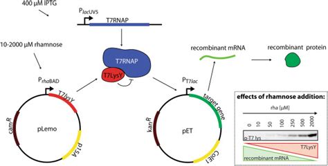 Regulating Target Gene Expression Levels Using The Lemo21de3 Strain