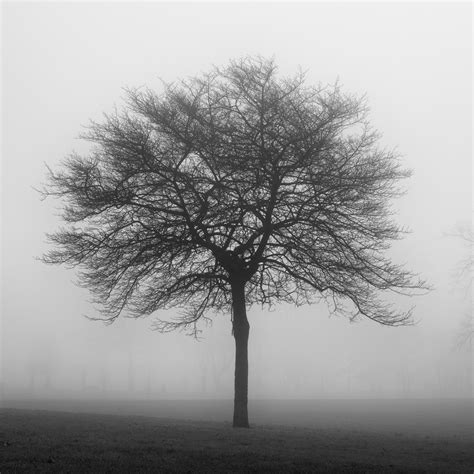 Trees Mist Ii Bill Ward Photography