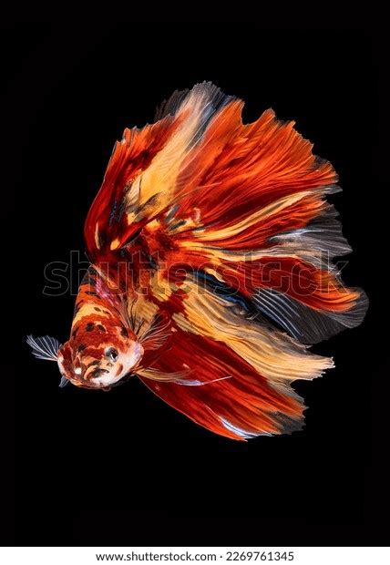 Betta Fish Native Asia Where They Stock Photo 2269761345 | Shutterstock