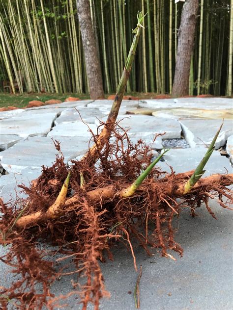 Moso The Giant Bamboo Root System Rhizome Get Your Natural Etsy