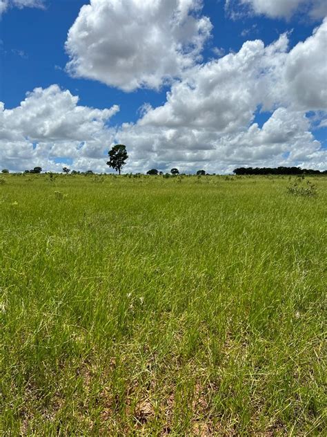 Fazenda Ribas Do Rio Pardo Ms Ha Ha Ha