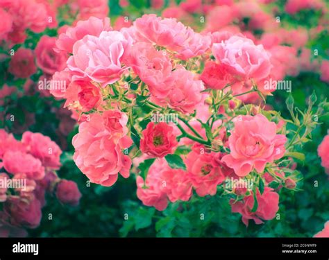 wild Edric roses Stock Photo - Alamy