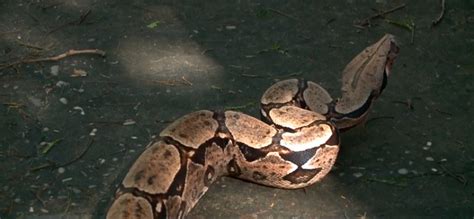 Aparecimento De Cobras Em Bairro Da Zona Leste De Teresina Assusta