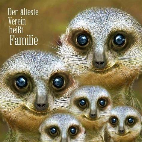 Pin Von Conny Naumann Auf Familie Und Kinder S E Tiere Tiere Coole