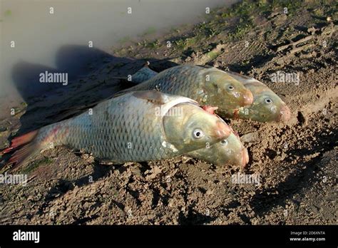 Invasive carp australia hi-res stock photography and images - Alamy