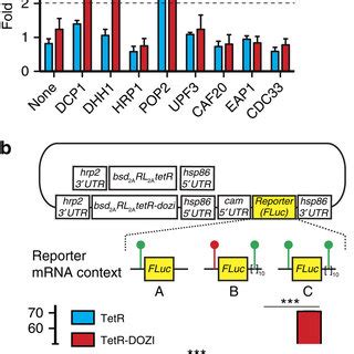 The Tetr Dozi Aptamer Module Provides Robust Control Of Gene