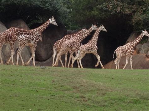 Giraffes at North Carolina Zoo! | North carolina, Giraffe, Cute animals