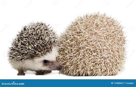 Four-toed Hedgehogs, Atelerix Albiventris Stock Image - Image of porcupines, panorama: 17000627