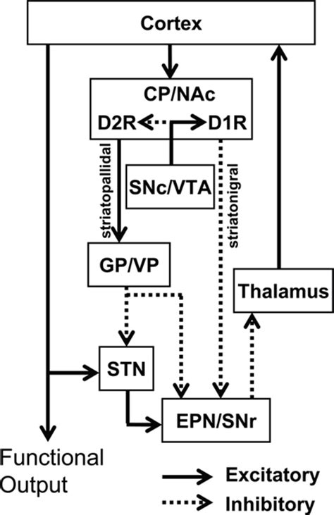 Frontiers The Dopamine D1d2 Receptor Heteromer In Striatal Medium