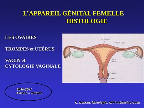 Anatomie Physiologie De L Appareil Genital Feminin Relations Publiques