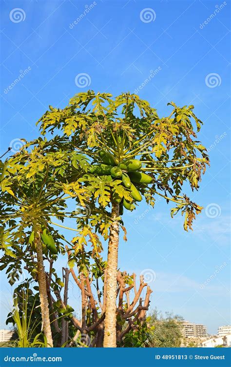 Papaya Fruit Tree stock image. Image of group, office - 48951813