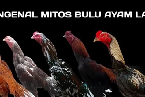 5 Mitos Atau Fakta Mengenal Warna Bulu Ayam Aduan Timenews