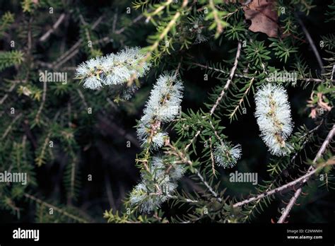 Melaleuca Melaleuca Honey Myrtle Hi Res Stock Photography And Images