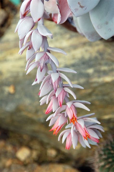 Echeveria Lavi Fg02 Echeverien Wikipedia Echeveria Plants Flowers