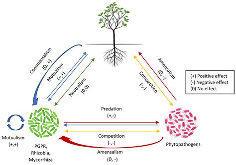 Rhizosphere Encyclopedia Mdpi