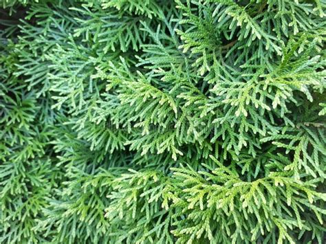 Thuja Occidentalis Is An Evergreen Coniferous Tree Stock Image Image