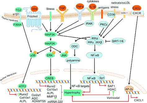 Cell Signalling Map Kinase Signaling With Phospho Elisa