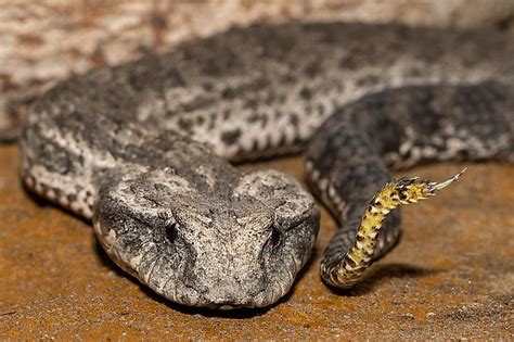 The Venomous Snakes Of Western Australia Worldatlas