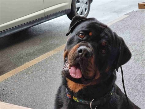 Giant Rottweilers: Avoid These 5 Common Mistakes! - fuzzyfunctions