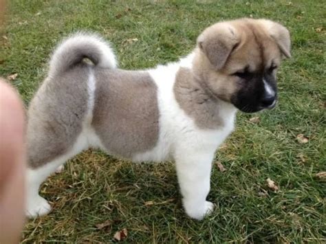 7 Special Tips for Taking Care of Akita Puppies