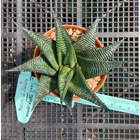 ตนมาเวยน Haworthia limifolia Shopee Thailand