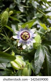 Passiflora Caerulea Known Passion Flower Stock Photo 1425659000